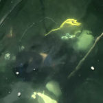 瀬戸内ダイビング