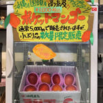 ポケットマンゴー